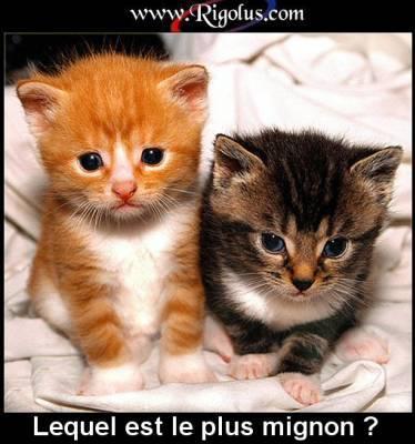 lequel a votre avi