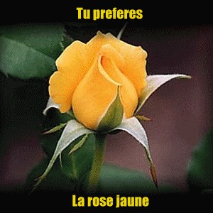 tu prefere laquel